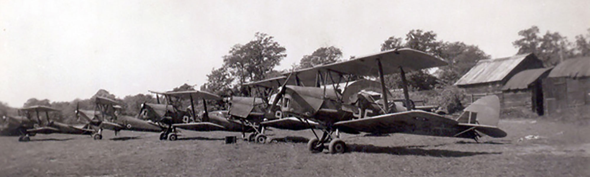 Tiger Moths